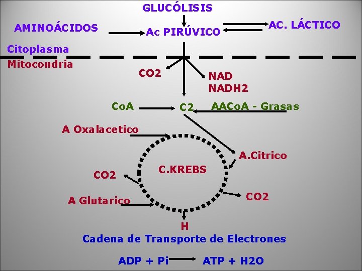 GLUCÓLISIS AMINOÁCIDOS AC. LÁCTICO Ac PIRÚVICO Citoplasma Mitocondria CO 2 Co. A NADH 2