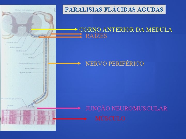 PARALISIAS FLÁCIDAS AGUDAS CORNO ANTERIOR DA MEDULA RAÍZES NERVO PERIFÉRICO JUNÇÃO NEUROMUSCULAR MÚSCULO 