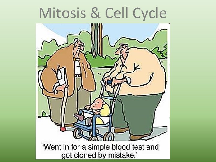 Mitosis & Cell Cycle 