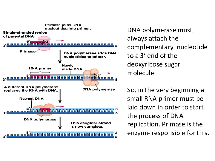 DNA polymerase must always attach the complementary nucleotide to a 3 end of the