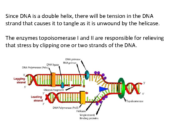 Since DNA is a double helix, there will be tension in the DNA strand