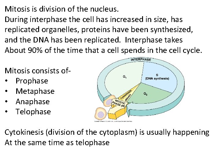 Mitosis is division of the nucleus. During interphase the cell has increased in size,