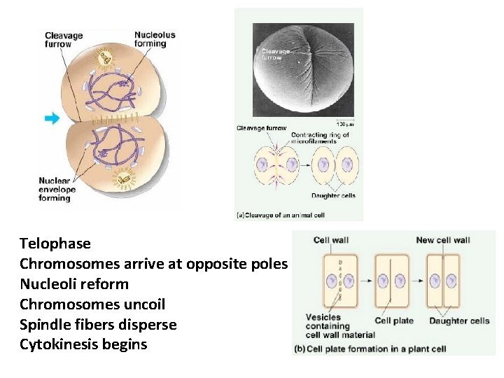 Telophase Chromosomes arrive at opposite poles Nucleoli reform Chromosomes uncoil Spindle fibers disperse Cytokinesis