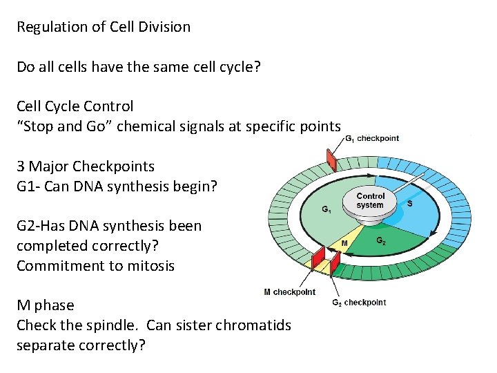 Regulation of Cell Division Do all cells have the same cell cycle? Cell Cycle