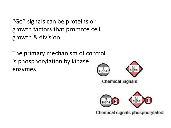 “Go” signals can be proteins or growth factors that promote cell growth & division