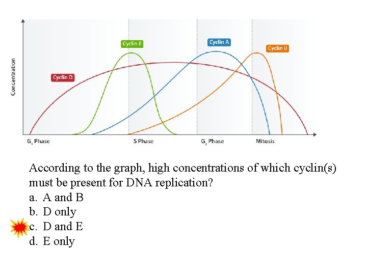 According to the graph, high concentrations of which cyclin(s) must be present for DNA