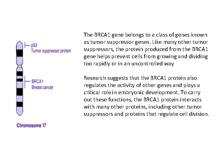 The BRCA 1 gene belongs to a class of genes known as tumor suppressor