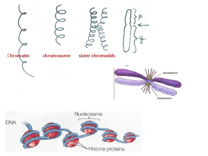 Chromatin chromosome sister chromatids 