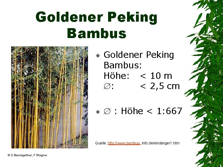 Goldener Peking Bambus Goldener Peking Bambus: Höhe: < 10 m : < 2, 5