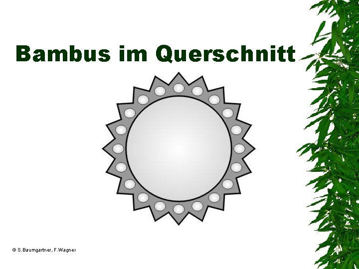 Bambus im Querschnitt © S. Baumgartner, F. Wagner 