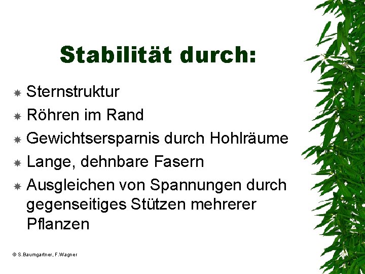 Stabilität durch: Sternstruktur Röhren im Rand Gewichtsersparnis durch Hohlräume Lange, dehnbare Fasern Ausgleichen von