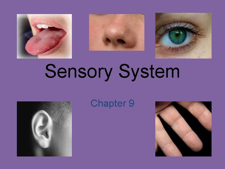 Sensory System Chapter 9 
