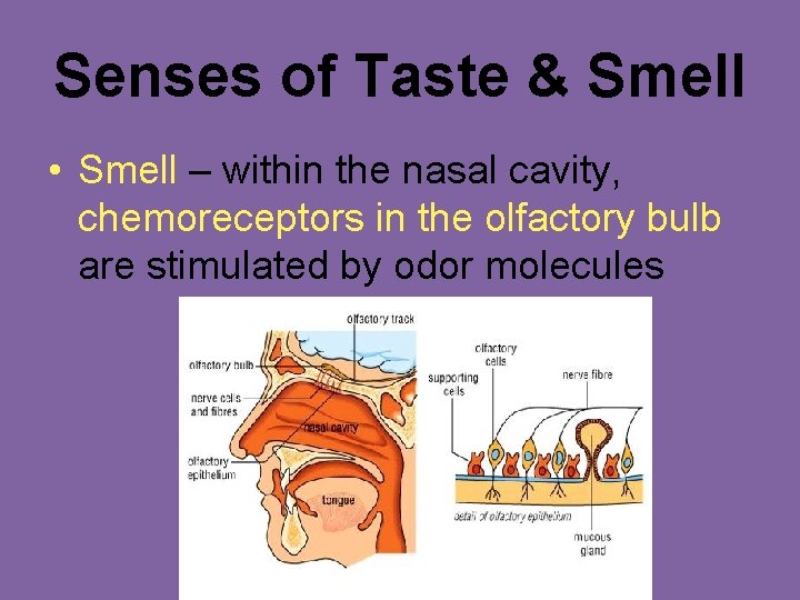 Senses of Taste & Smell • Smell – within the nasal cavity, chemoreceptors in