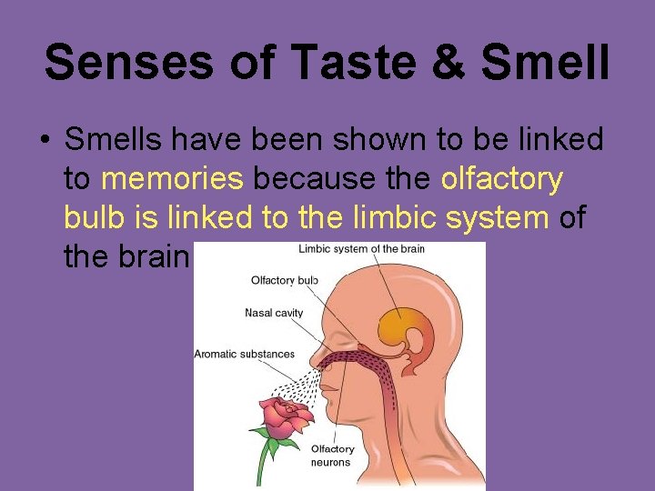 Senses of Taste & Smell • Smells have been shown to be linked to