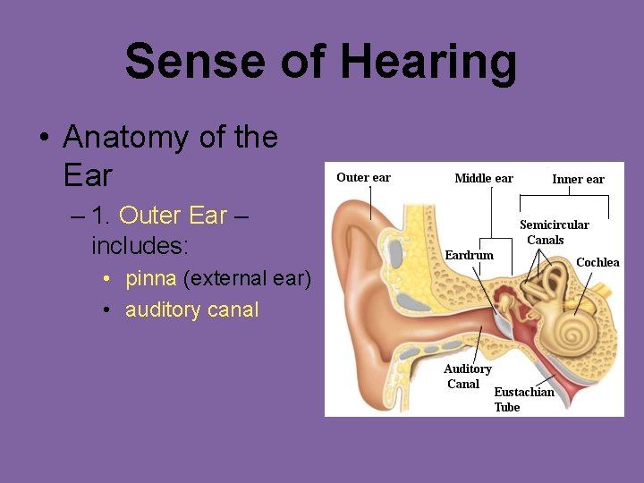 Sense of Hearing • Anatomy of the Ear – 1. Outer Ear – includes: