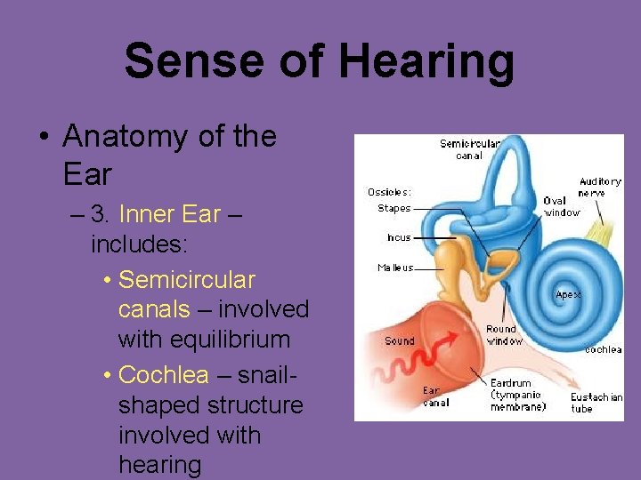 Sense of Hearing • Anatomy of the Ear – 3. Inner Ear – includes: