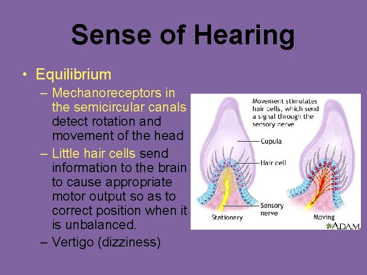 Sense of Hearing • Equilibrium – Mechanoreceptors in the semicircular canals detect rotation and