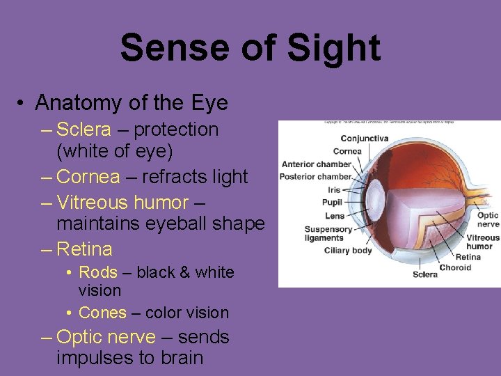 Sense of Sight • Anatomy of the Eye – Sclera – protection (white of