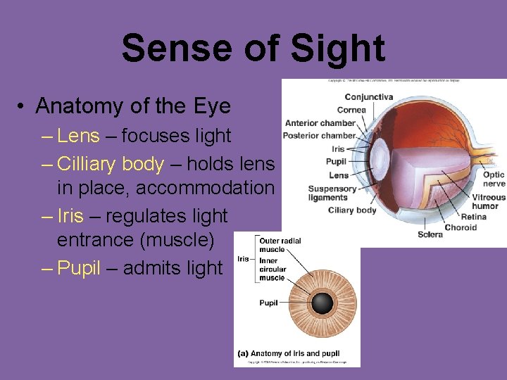 Sense of Sight • Anatomy of the Eye – Lens – focuses light –