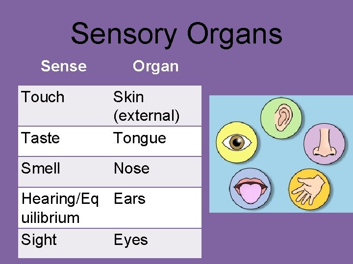 Sensory Organs Sense Touch Organ Taste Skin (external) Tongue Smell Nose Hearing/Eq Ears uilibrium