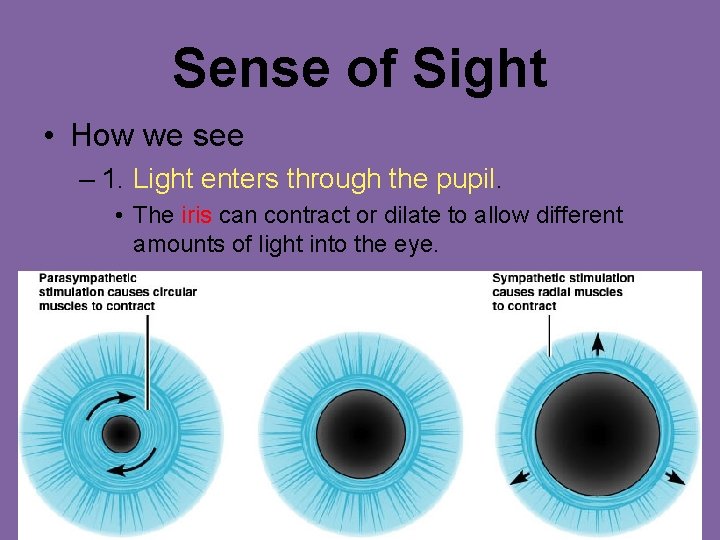 Sense of Sight • How we see – 1. Light enters through the pupil.
