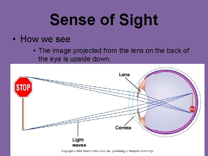 Sense of Sight • How we see • The image projected from the lens