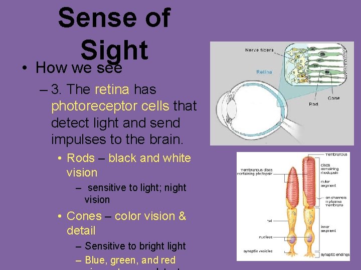 Sense of Sight • How we see – 3. The retina has photoreceptor cells