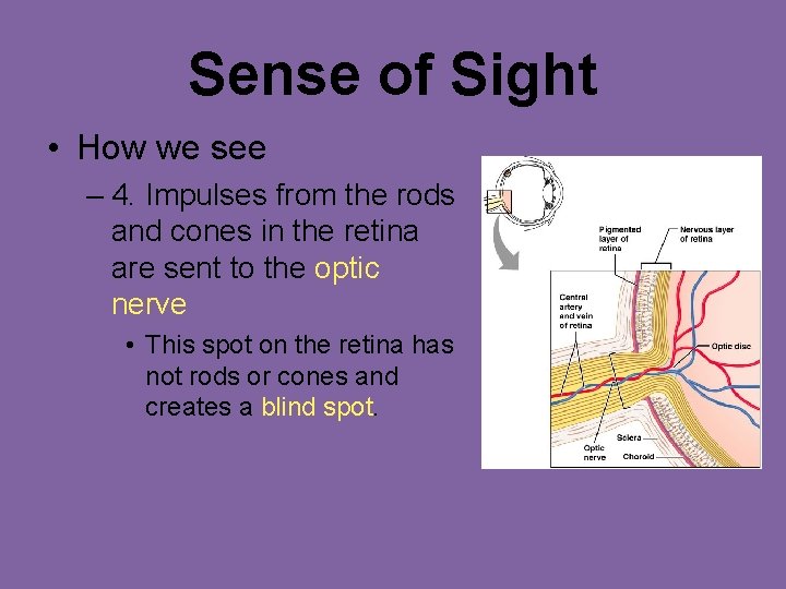 Sense of Sight • How we see – 4. Impulses from the rods and