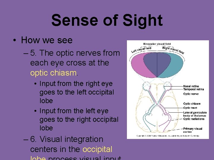 Sense of Sight • How we see – 5. The optic nerves from each