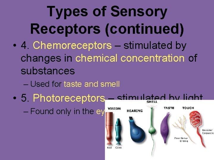 Types of Sensory Receptors (continued) • 4. Chemoreceptors – stimulated by changes in chemical