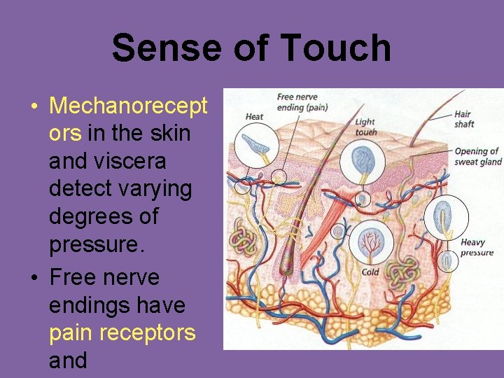 Sense of Touch • Mechanorecept ors in the skin and viscera detect varying degrees