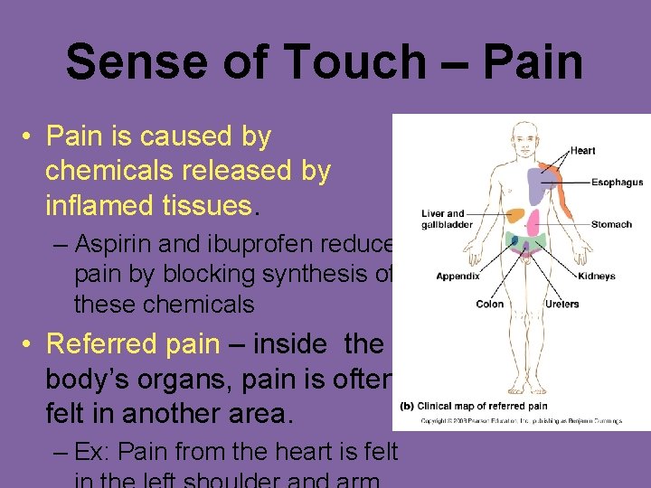 Sense of Touch – Pain • Pain is caused by chemicals released by inflamed