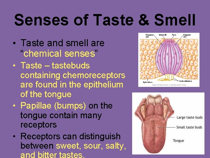 Senses of Taste & Smell • Taste and smell are “chemical senses” • Taste