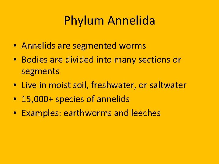 Phylum Annelida • Annelids are segmented worms • Bodies are divided into many sections