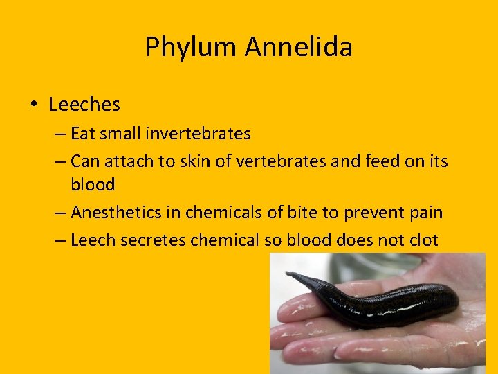 Phylum Annelida • Leeches – Eat small invertebrates – Can attach to skin of