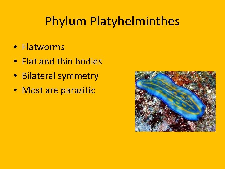 Phylum Platyhelminthes • • Flatworms Flat and thin bodies Bilateral symmetry Most are parasitic