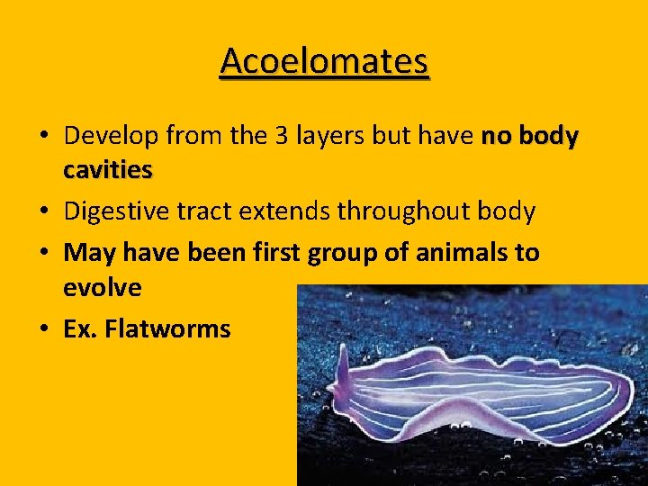 Acoelomates • Develop from the 3 layers but have no body cavities • Digestive