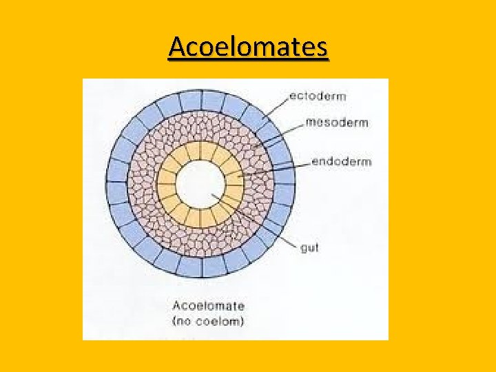Acoelomates 
