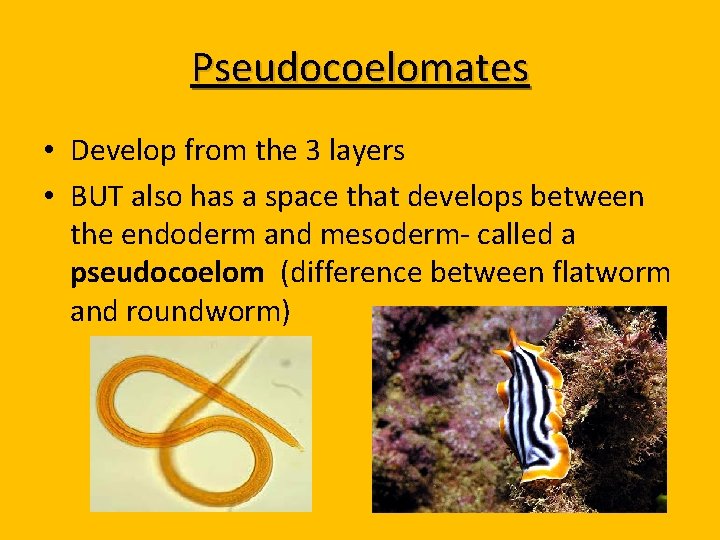 Pseudocoelomates • Develop from the 3 layers • BUT also has a space that