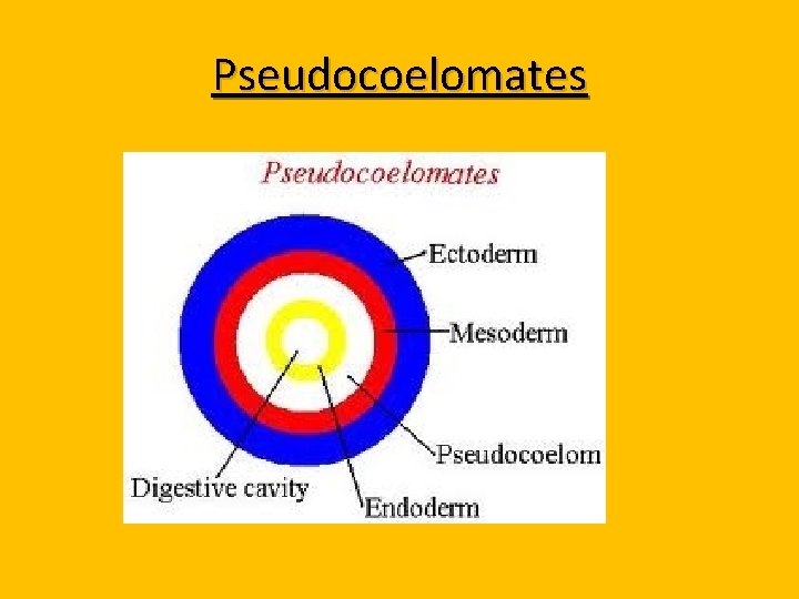 Pseudocoelomates 