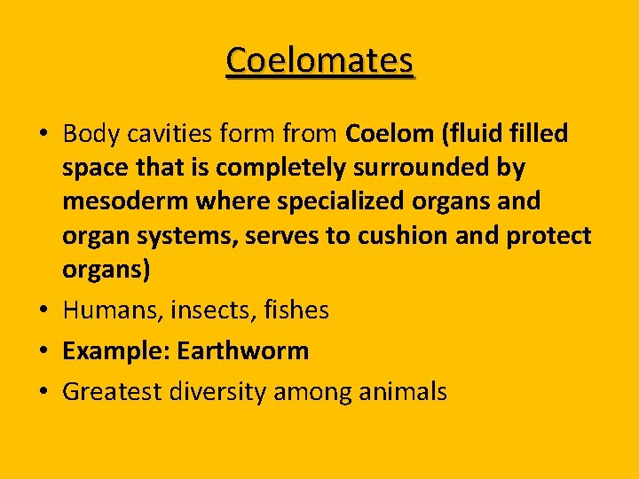 Coelomates • Body cavities form from Coelom (fluid filled space that is completely surrounded