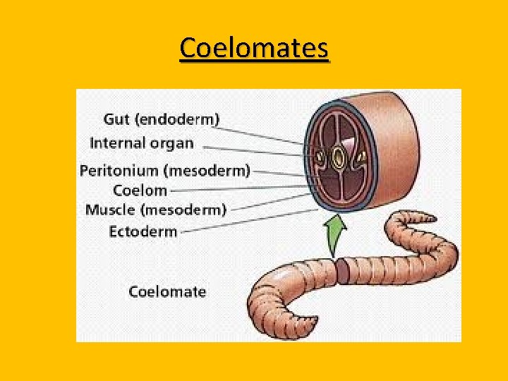 Coelomates 