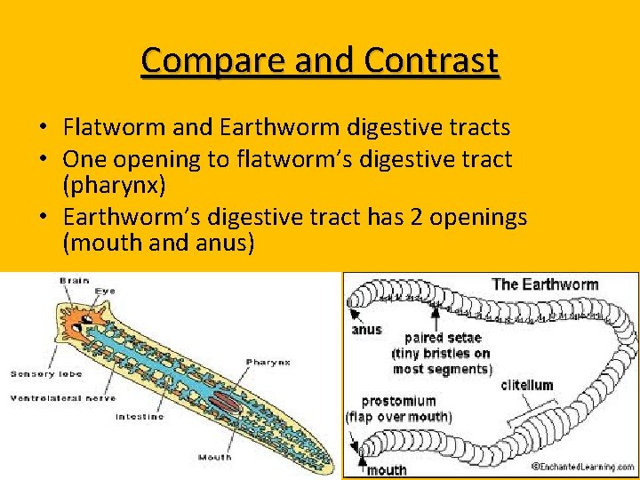 Compare and Contrast • Flatworm and Earthworm digestive tracts • One opening to flatworm’s