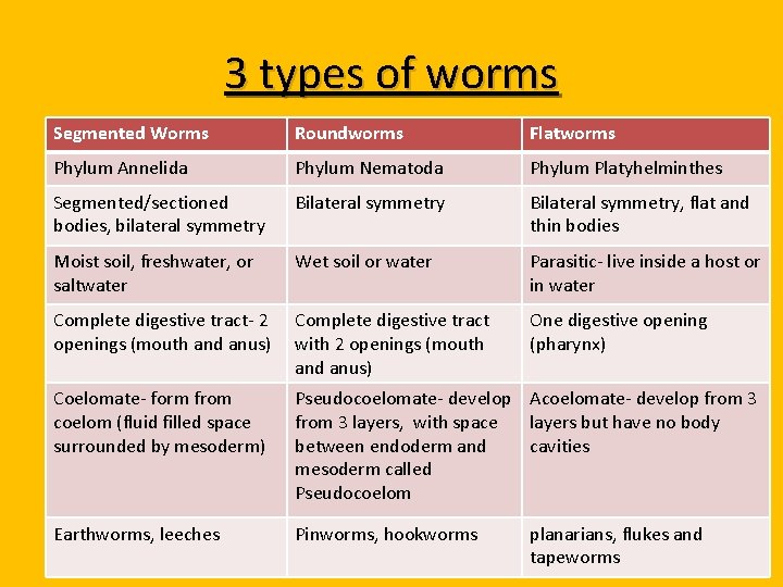 3 types of worms Segmented Worms Roundworms Flatworms Phylum Annelida Phylum Nematoda Phylum Platyhelminthes
