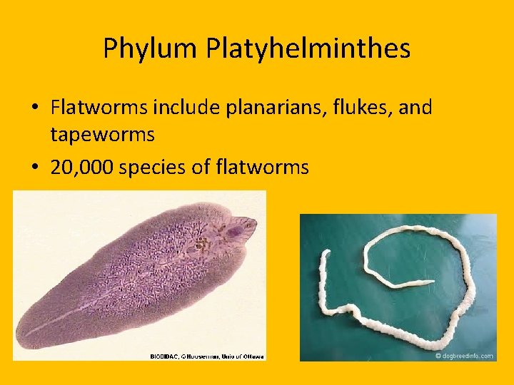 Phylum Platyhelminthes • Flatworms include planarians, flukes, and tapeworms • 20, 000 species of