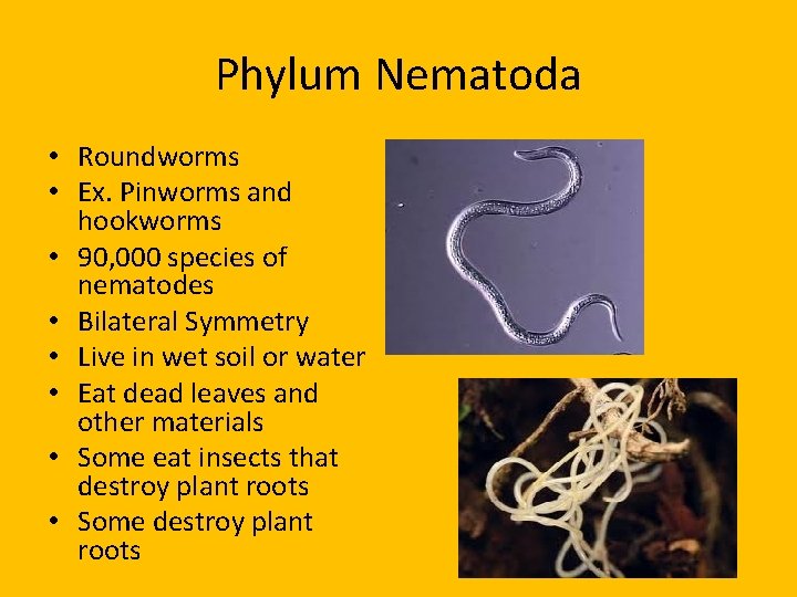 Phylum Nematoda • Roundworms • Ex. Pinworms and hookworms • 90, 000 species of