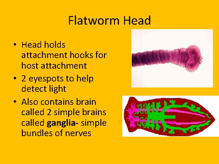 Flatworm Head • Head holds attachment hooks for host attachment • 2 eyespots to