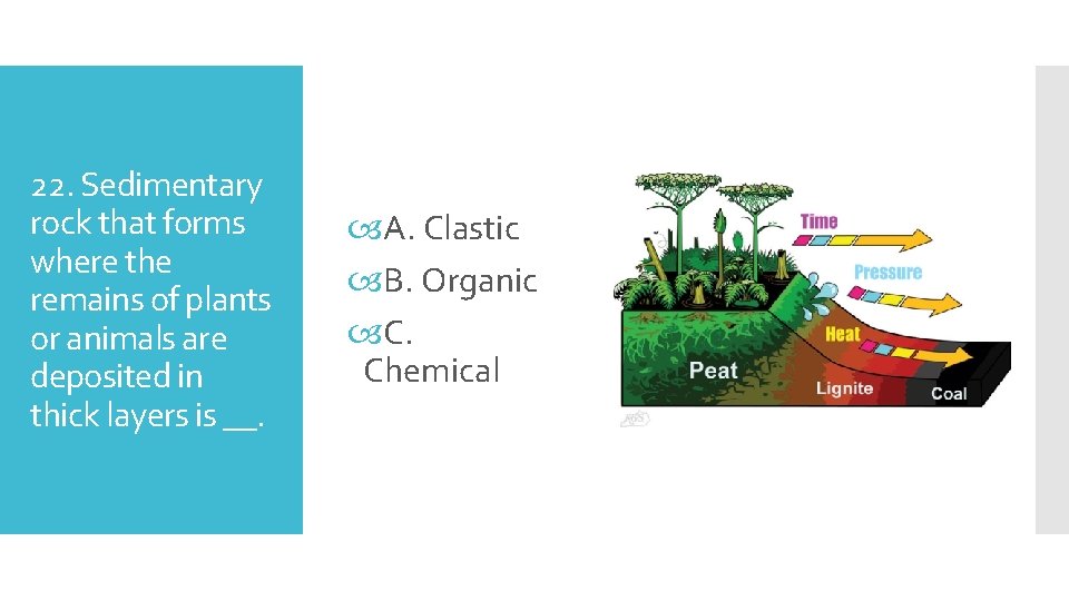 22. Sedimentary rock that forms where the remains of plants or animals are deposited