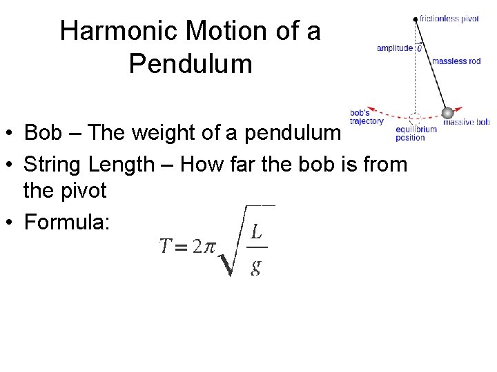 Harmonic Motion of a Pendulum • Bob – The weight of a pendulum •
