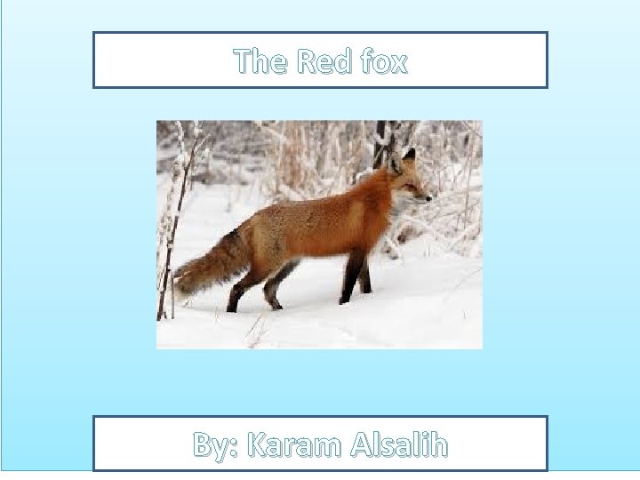 The Red fox By: Karam Alsalih 
